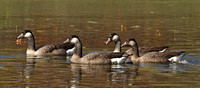 Hybrid Geese, Canada X ?, 2 November 2013, Meriden, Hartford Co.