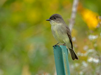 Eastern Phoebe, 28 September 2021, Mansfield, Tolland Co