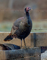 Wild Turkey, 8 December 2017, Mansfield, Tolland Co.