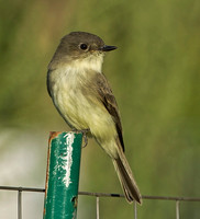 Eastern Phoebe, 19 September 2014, Mansfield, Tolland Co.