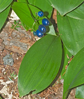 Blue Bead Lily, May / June 2014 - 15 lincoln, Penobscot Co, Me