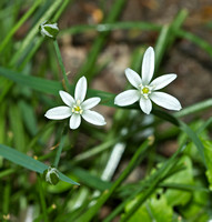 Star of Bethlehem, 31 May 2014, Mansfield, Tolland Co.
