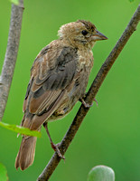 Brown-headed Cowbird in molt, 1 September 2020, Mansfield, Tolland Co.