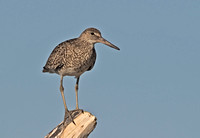 Eastern Willet, 27 June 2014, Madison, New Haven Co.