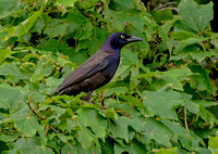 Common Grackle, 22 July 2021,Mansfield, Tolland Co.