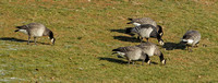 Barnacle Goose plus 5 Hybrid Young, 22 December 2019, Trumbull, Fairfield Co.