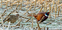 Ring-necked Pheasant, 30 November 2018, Coventry, Tolland Co.