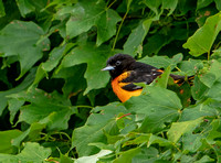 Baltimore Oriole, 3 July 2021, Mansfield, Tolland Co.
