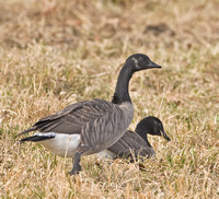 Canada Geese, two melanistic individuals, 4 December 2010, Storrs, Tolland Co.