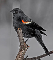 Red-winged Blackbird, 1 March 2012, Ashford, Windham CO.