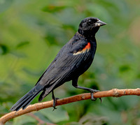 Red-winged  Blackbird, 16 July 2022, Mansfield, Tolland Co