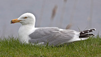 American Herring Gull, 30 April 2011, Madison, New Haven Co.