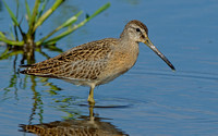 Short-billed Dowitcher, 31 August 2018, Madison, New Haven Co.