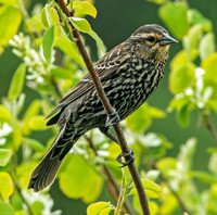 Red-winged Blackbird, 8 May 2022, Mansfield, Tolland Co
