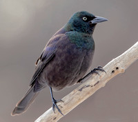 Common Grackle, 14 January 2022, Mansfield, Tolland Co.