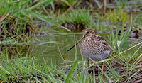 Wilson's Snipe, 27 April 2018, Mansfield, Tolland Co.