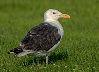 Great Black-backed Gull, 22 July 2021, Madison, New Haven Co.