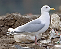 Kumlien's Iceland Gull, adult