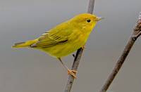 Yellow Warbler, 30 August 2021, Mansfield, Tolland Co.