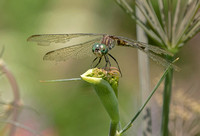 Blue Dasher, 10 August 2019, Madison, New Haven Co.New Gallery 13-Aug-19