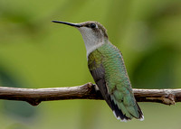 Ruby-throated Hummingbird, 24 August 2021, Mansfield, Tolland Co.