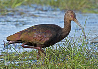 White-faced Ibis, basic adult, 21 October 2011, Portland, Middlesex Co.
