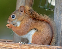 Red Squirrel, 22 August 2022, Mansfield, Tolland Co