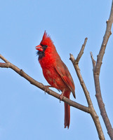 Northern Cardinal,  May 2012, Lebanon, New London Co.