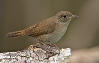 House Wren, 2 May 2013, Mansfield, Tolland Co.