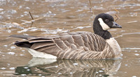Cackling Goose ( hutchinsii) 4 January 2011, Westport, Fairfild Co., CT