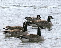 Richardson's Cackling Goose, Enfield, CT