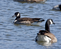 Lesser Canada Goose, Richardson's Cackling Goose, and Taverner's Cackling Goose