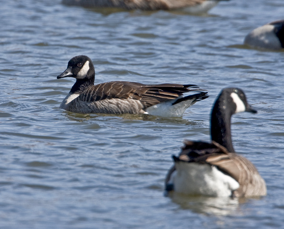 Lesser Canada Goose, Storrs, CT