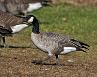 Taverner's Cackling Goose, Middlefield, CT