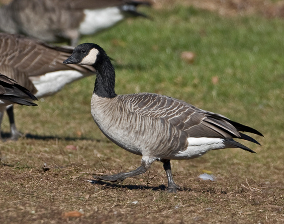 Taverner's Cackling Goose, Middlefield, CT