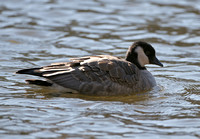 Richardson's Cackling Goose, Branford, CT