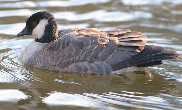 Richardson's Cackling Goose, Branford, CT