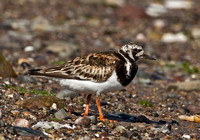Ruddy Turnstone, 31 July 2011 West Haven, New Haven Co.
