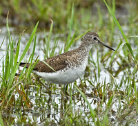 Solitary Sandpiper, 23 July 2010, Madison, New Haven Co.