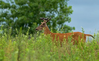 White-tailed Deer Bucks, 10 July 2016, Stratford, Fairfield Co.