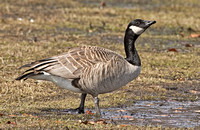 Cackling Goose (?), 15 March 2014, Westport, Fairfield Co.
