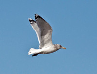Gulls in Flight, 20 February 2012, Windsor Landfill, Hartford Co., CT