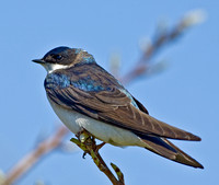 Tree Swallow, 2010