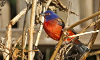 Painted Bunting, 30 January 2016, Stamford, Fairfield Co.