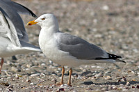Herring Gull ( yellowish legs), 1 March 2014, Stratford, Fairfield Co.