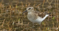 Least Sandpiper, 21 September 2014, Madison, New Haven Co.