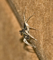 Dimorphic Jumping Spider, male