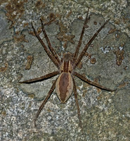 Nursury Web Spider