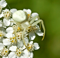 Goldenrod Crab Spider, female