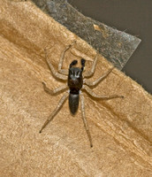 Dimorphic Jumping Spider, male